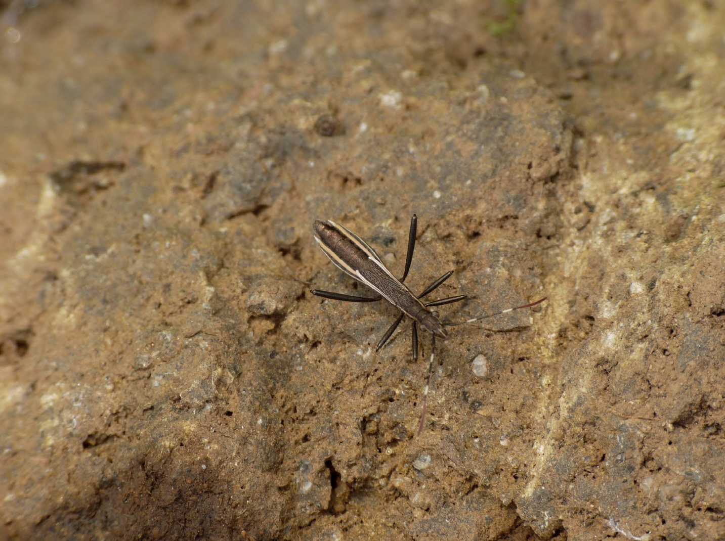 Alydidae: Micrelytra fossularum di Roma